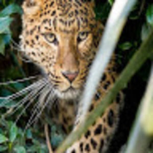 Meet your Posher, Alhassan